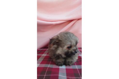 成約済の埼玉県のミックス犬-372956の2枚目