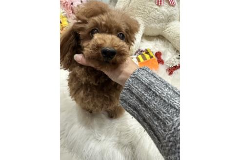 エルアちゃんちゃん1枚目