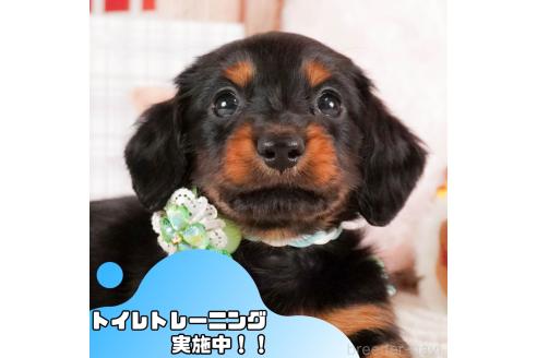 成約済の静岡県のミニチュアダックスフンド(ロングヘアード)-377669の1枚目