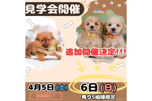成約済の静岡県のチワワ(ロングコート)-372075の3枚目
