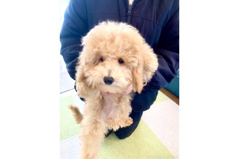 成約済の静岡県のトイプードル-361089の20枚目