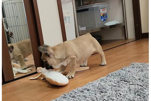 成約済の埼玉県のフレンチブルドッグ-379598の3枚目