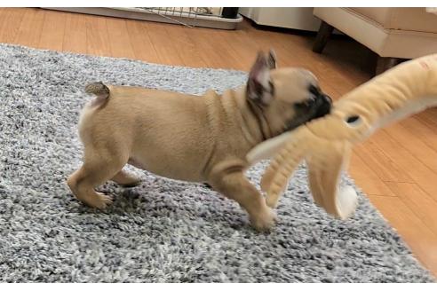 成約済の埼玉県のフレンチブルドッグ-379598の2枚目