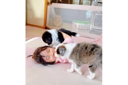 成約済の岐阜県のボーダーコリー-375173の14枚目