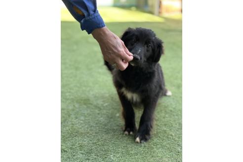 販売中の青森県のミックス犬-354983の1枚目