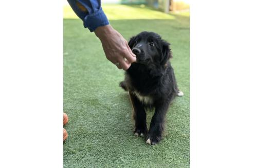 販売中の青森県のミックス犬-354983の6枚目