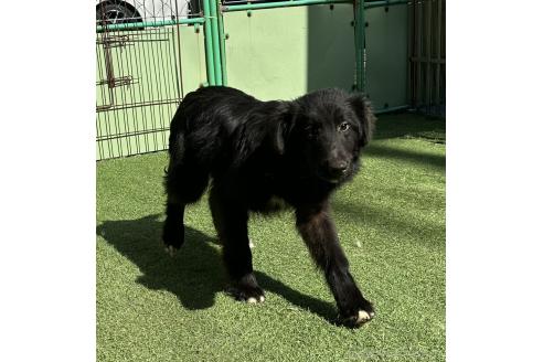 販売中の青森県のミックス犬-354983の5枚目
