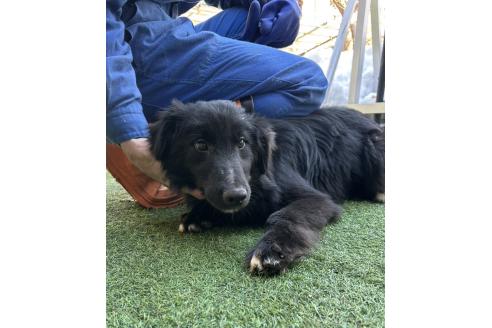 販売中の青森県のミックス犬-354983の4枚目