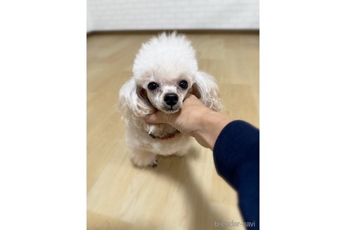 Noelちゃんちゃん1枚目