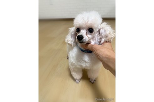 パールちゃん⚪️✨️ちゃん1枚目