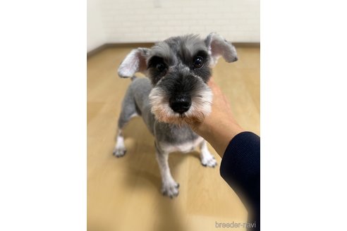 シャネルちゃんちゃん1枚目
