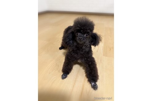 リロちゃんちゃん1枚目