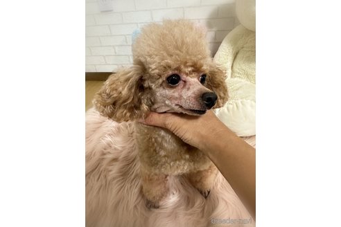 バニラちゃんちゃん1枚目