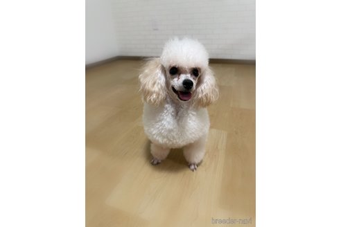 幸ちゃんちゃん1枚目