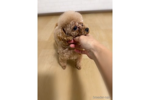 紅葉ちゃん🍁✨ちゃん1枚目