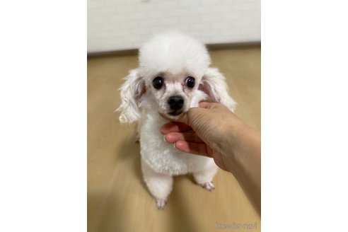 ココちゃんちゃん1枚目