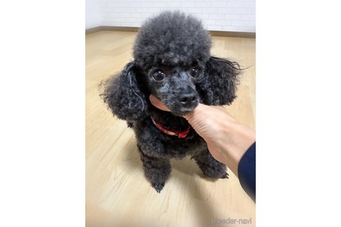 コナちゃんちゃん1枚目