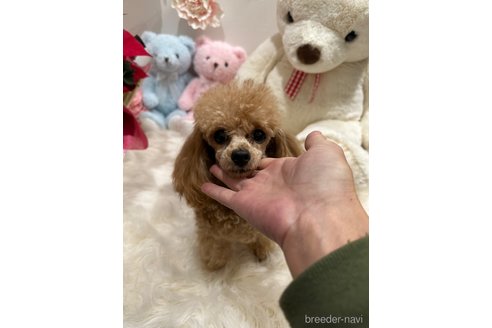 あられちゃんちゃん1枚目