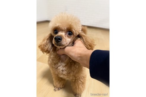 楓君🍁くん1枚目