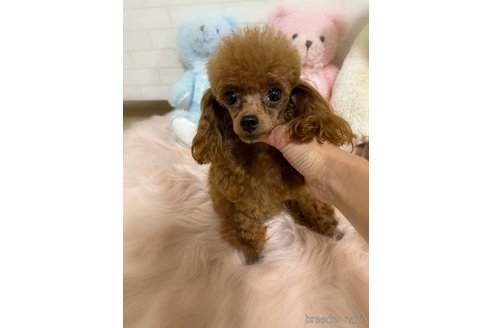 サンタ君くん1枚目