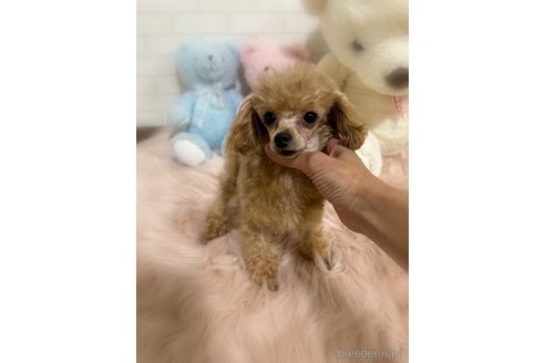 パンちゃんちゃん1枚目