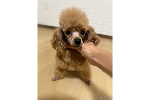 メロちゃんちゃん1枚目