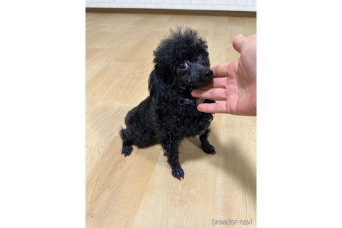 ジジちゃんちゃん1枚目