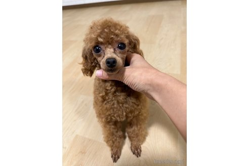 りんちゃんちゃん1枚目