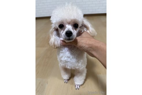 レアちゃんちゃん1枚目