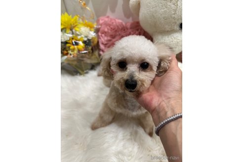 向日葵🌻*.ﾟちゃんちゃん1枚目