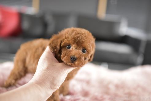 成約済の茨城県のトイプードル-379604の3枚目