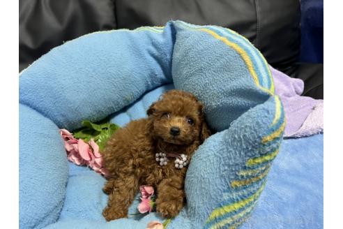 成約済の栃木県のトイプードル-379823の2枚目