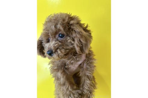 成約済の愛媛県のティーカッププードル-348711の3枚目