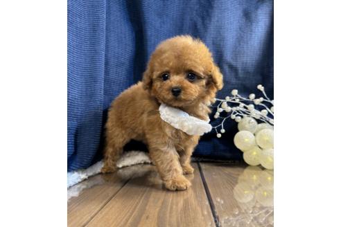 成約済の茨城県のトイプードル-379830の1枚目