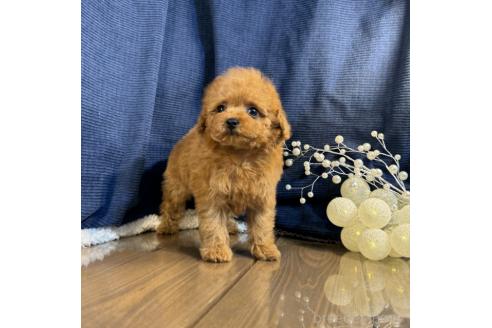 成約済の茨城県のトイプードル-379830の2枚目