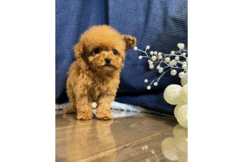 販売中の茨城県のトイプードル-379831