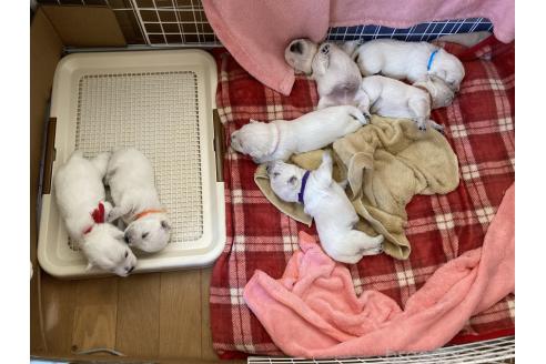 成約済の東京都のウエストハイランドホワイトテリア(ウエスティ)-379836の7枚目