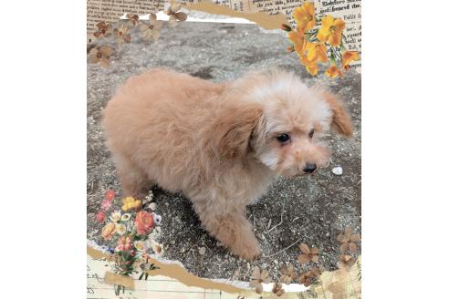 成約済の静岡県のタイニープードル-379850の5枚目