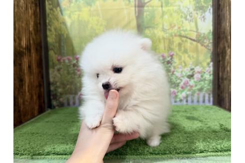 成約済の埼玉県のポメラニアン-377027の3枚目
