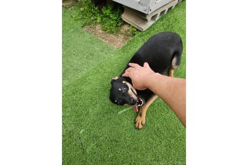 成約済の福岡県のミックス犬-331059の4枚目
