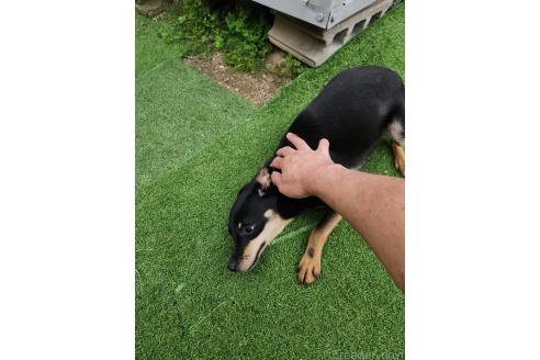 成約済の福岡県のミックス犬-331059の3枚目