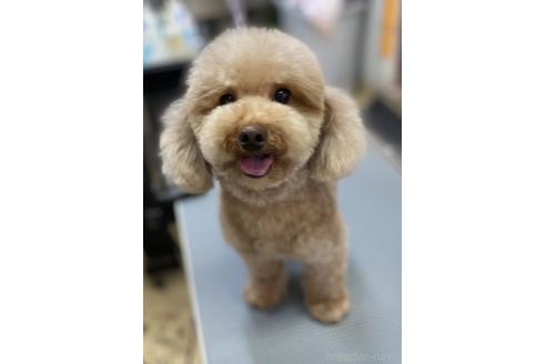 成約済の茨城県のトイプードル-379857の1枚目