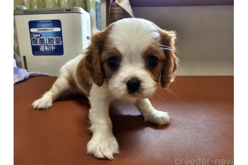 成約済の愛知県のキャバリアキングチャールズスパニエル-379873の4枚目