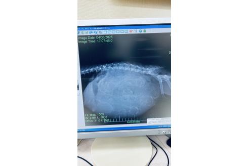 成約済の岐阜県のウエストハイランドホワイトテリア(ウエスティ)-379886の5枚目