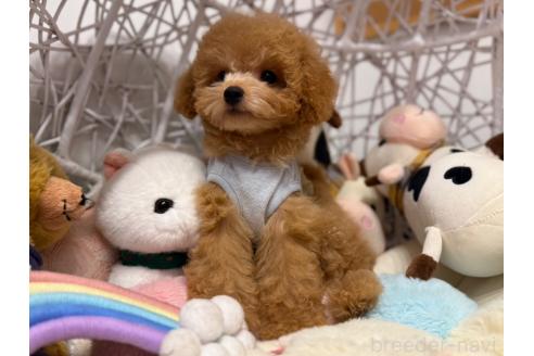 成約済の山形県のトイプードル-370440の4枚目