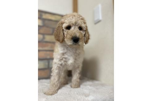 成約済の茨城県のスタンダードプードル-373365の11枚目