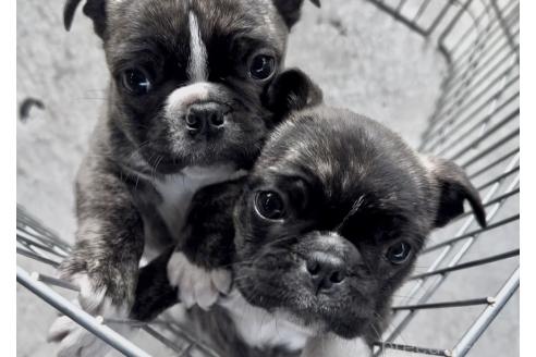 販売中の山梨県のミックス犬-370512の9枚目