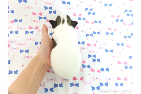 販売中の千葉県のミックス犬-379892の26枚目