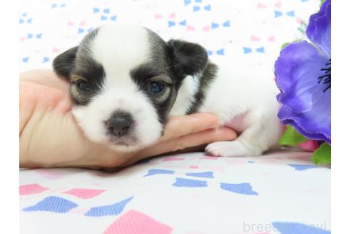 販売中の千葉県のミックス犬-379892の25枚目