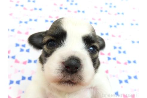 販売中の千葉県のミックス犬-379892の24枚目